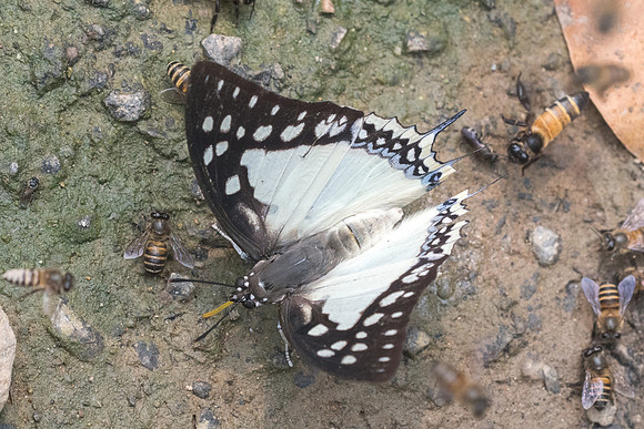 Polyura eudamippus -0546- Chiang Dao  - 11/03/23