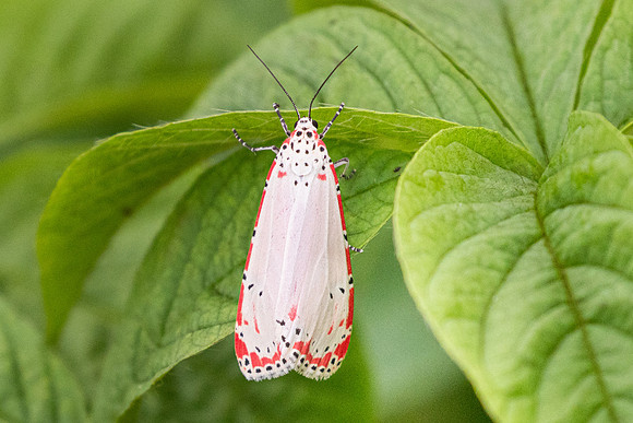 Utetheisa ornatrix-9232