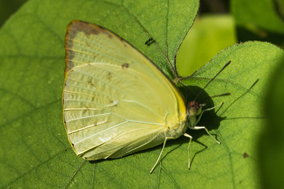 Phoebis sennae-1