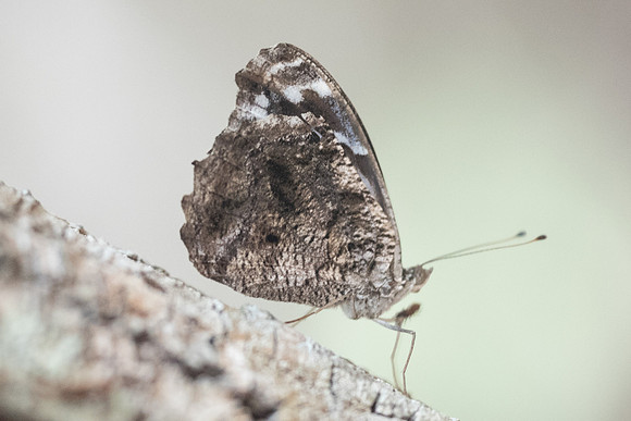 Myscelia ethusa-6349