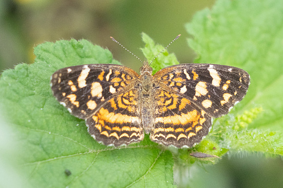 Anthanassa hermas -2452 - Barichara - 9/06/24