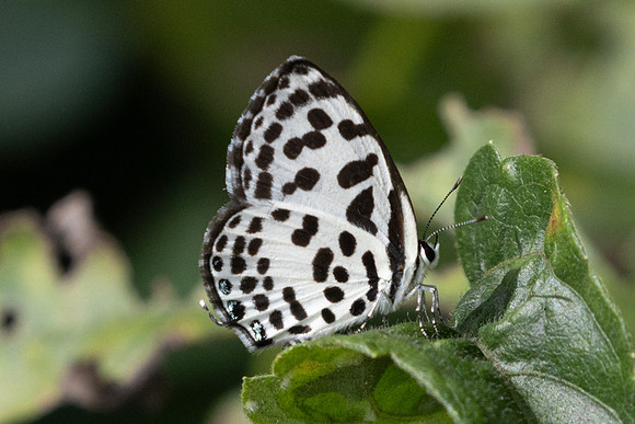 Castalius rosimon-9372