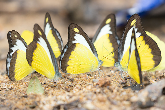 Appias lyncida-0437
