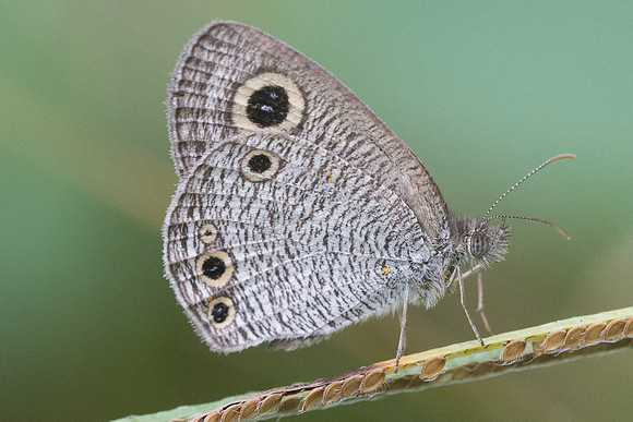 Ypthima huebneri-4027 - Krabi - 22/11/23