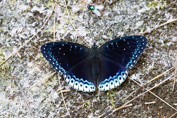 Stibochiona nicea-5915 - Doi Suthep 1577m - 27/03/25
