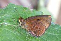 Lambrix salsala id--2374- Chiang Dao - 20/03/25