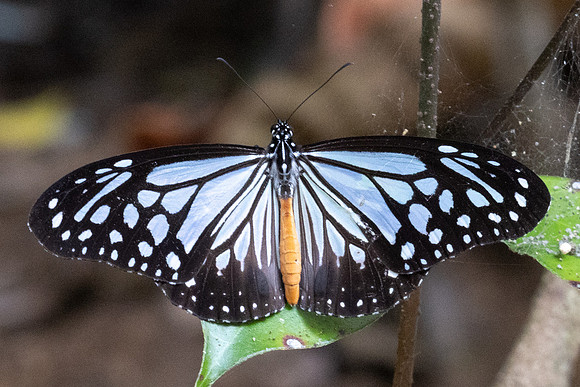 Parantica melaneus-3688 - Chiang Dao - 19/03/24