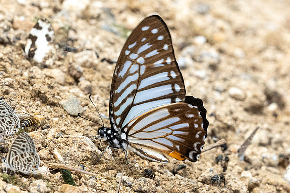Graphium xenocles-2732 - Chiang Dao - 18/03/24