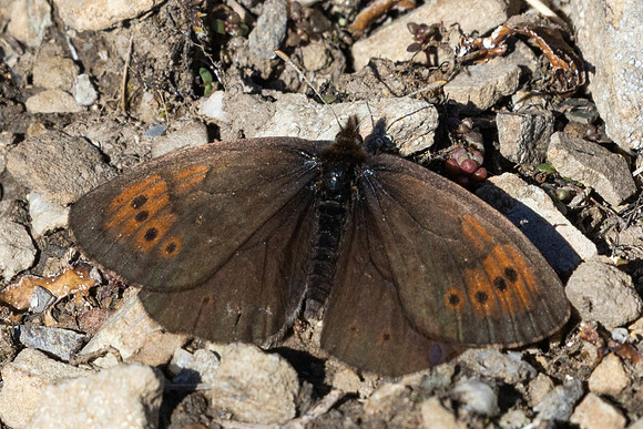 Erebia pandrose-2846  - Galibier - 28/06/25