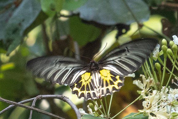 Troides aeacus-6215
