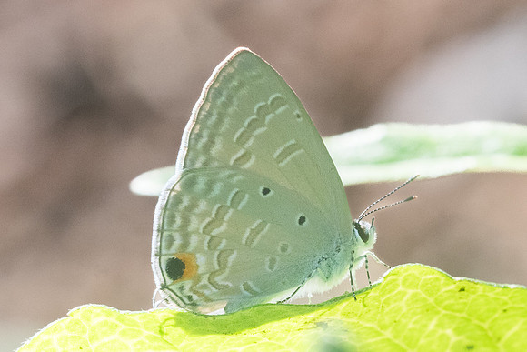 Catochrysops panormus exiguus-9237 - Chiang Dao - 14/11/23