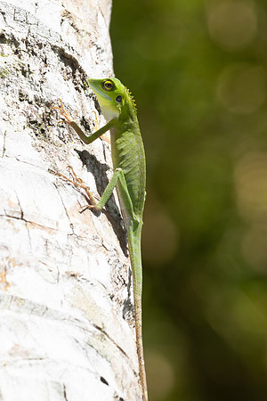Lézard malaisie-0710