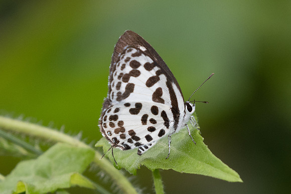 Castalius rosimon-9336