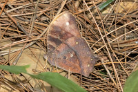 Melanitis sp-5852
