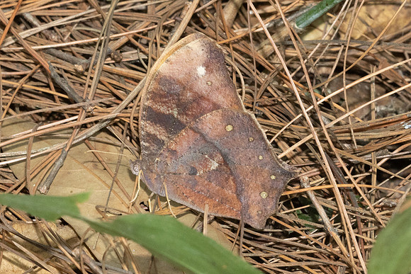 Melanitis sp-5852