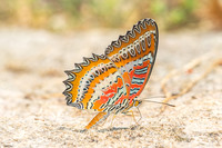 Cethosia biblis-4516- Doi Inthanon - 24/03/25