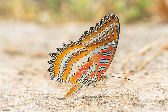 Cethosia biblis-4516- Doi Inthanon - 24/03/25