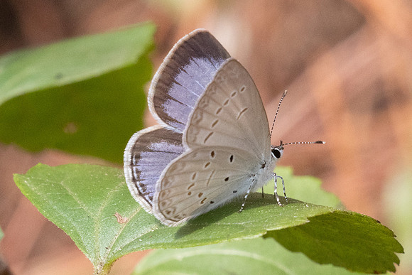 Acytolepis puspa-3189
