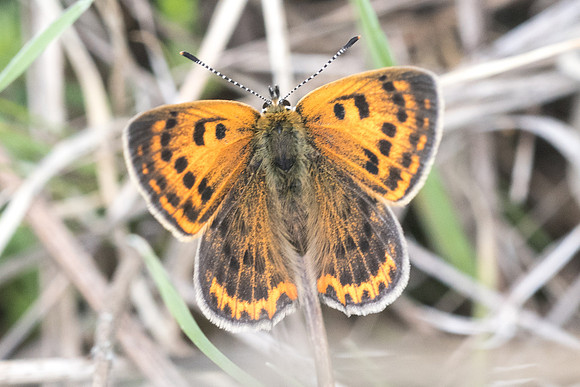 Lycaena ottomana ♀-3564  - Alexandroupoli - 11/04/22