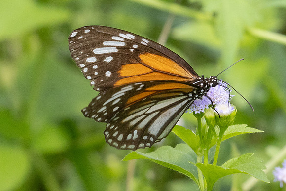 Danaus melanippus-6777 - Sepang - 30/03/25