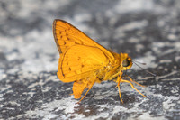 Cephrenes acalle id--9473