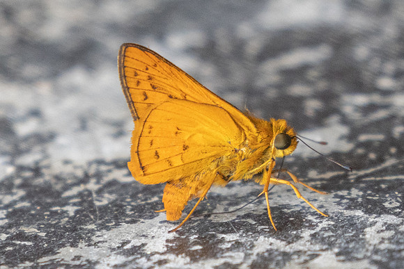 Cephrenes acalle id--9473