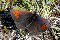 Erebia pandrose-9752 - Col d'Agnel - 22/6/25