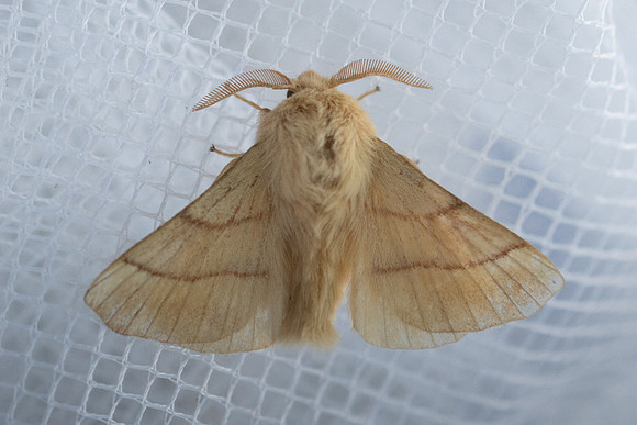 Malacosoma neustria L. Frayssinet-le-Gélat - 9643 - 24/06/23