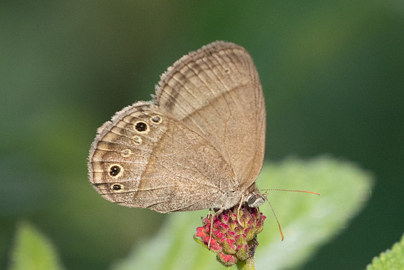 Yphthimoides - 1079