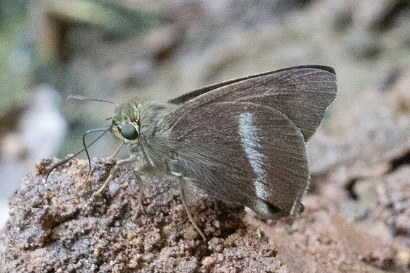 Hasora chromus-5516- Doi Suthep - 27/03/25