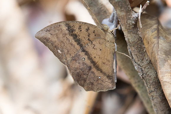 Discophora sondaica zal -3740 - - Doi-Suthep 8/03/23