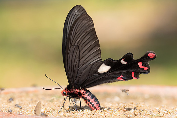 Byasa dasarada barata-4451 - Chiang Dao - 22/03/24