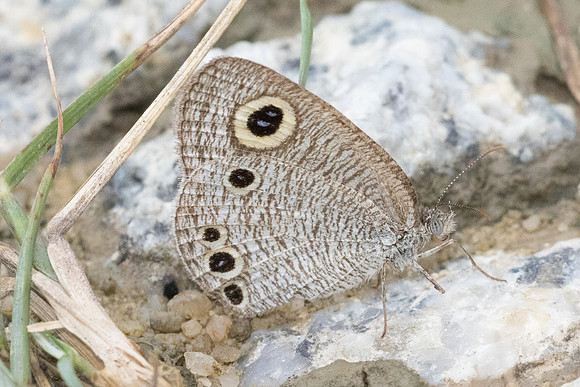 Ypthima huebneri-8239