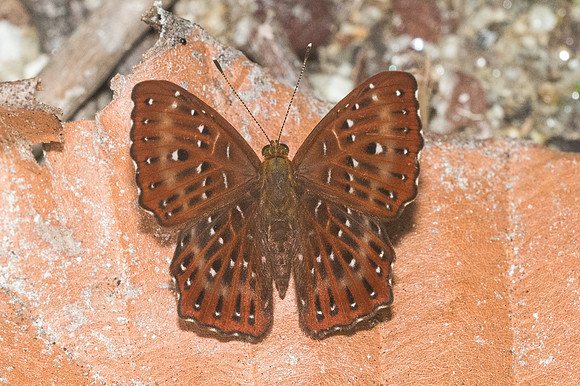 Zemeros flegyas-0445 - Doi-Suthep - 13/11/23