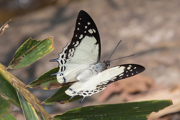 Polyura eudamippus nigrobasalis-1433 - Doi-Suthep - 7/03/23