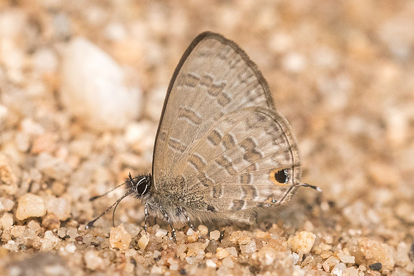 Prosotas pia id--2471 - Chiang Dao  - 11/03/23