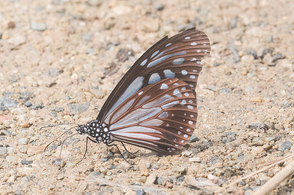 Parantica melaneus -2624  - Chiang Dao - 15/11/23