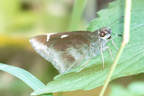 Notocrypta feisthamelii-2841