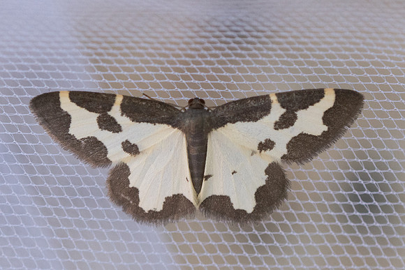 Lomaspilis marginata - 2259 - Briançon