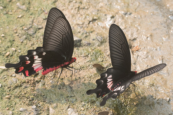 Atrophaneura adamsoni adamsoni-8588 - Chiang Dao  - 11/03/23
