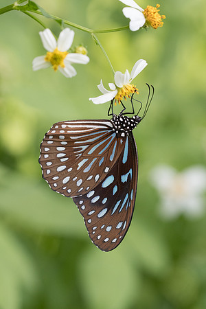 Ideopsis vulgaris-4442 - Krabi - 22/11/23