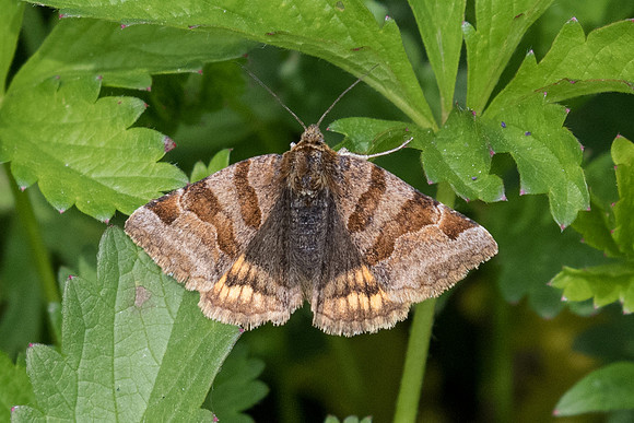 Euclidia glyphica - Orly sur Morin