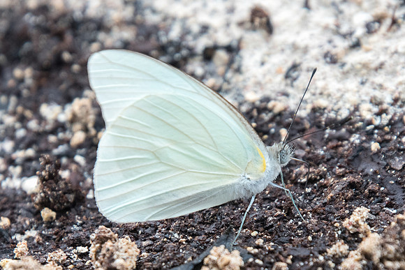 Glutophrissa drusilla-2518