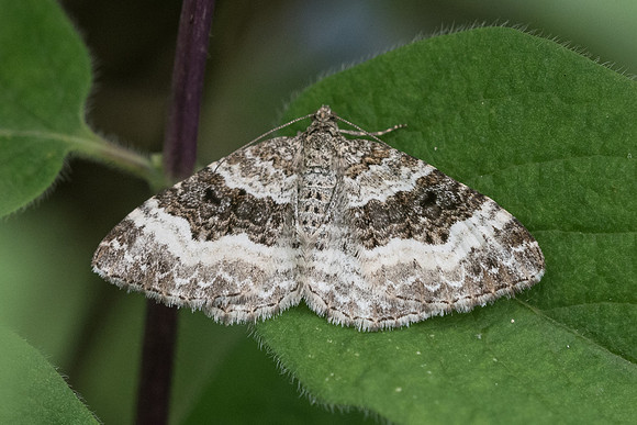 Epirrhoe alternata 5442 - Chatillon sur seine - 26/05/22