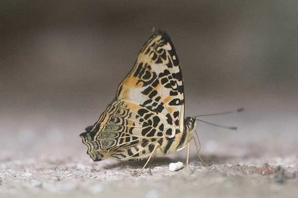 Symbrenthia hypselis cotanda-8596 - Chiang Dao - 14/11/23