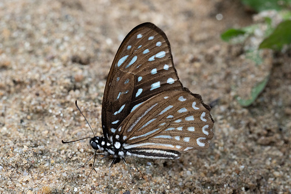 Graphium megarus megapenthes-1925 - Chiang Dao - 17/03/24
