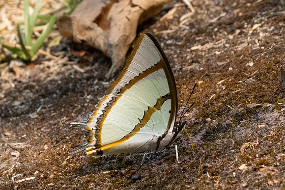 Polyura dolon-3431