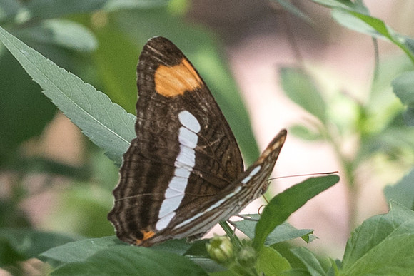 Adelpha paraena massilia-4423