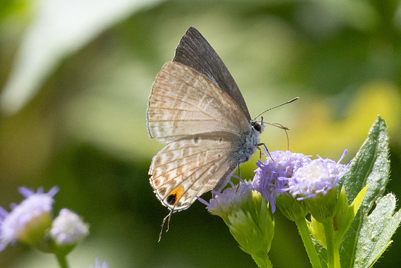 Catochrysops panormus-9653
