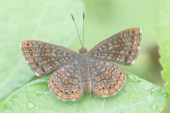 Calephelis sp-2692